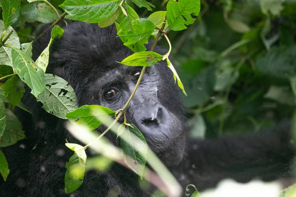 Gorille Des Montagnes Dans Parc National Ougandais Bwindi — Photo