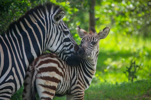 Madre Cebra Con Bebé Shodow — Foto de Stock