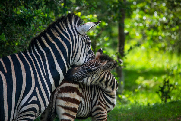 Mother Zebra with its baby in the shodow