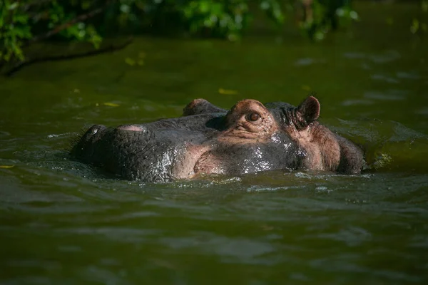 Ippopotamo Solo Acqua Guardare Pericolo — Foto Stock