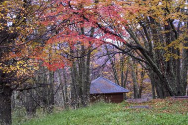 Arjantinli Patagonya 'da sonbahar yaprakları..