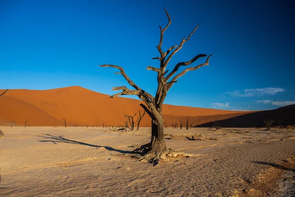 Zandduinen Namib Nationaal Park Naukluft Namibië — Stockfoto