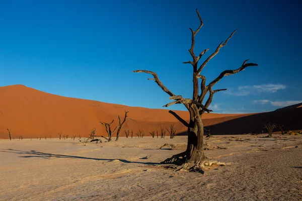 Zandduinen Namib Nationaal Park Naukluft Namibië — Stockfoto