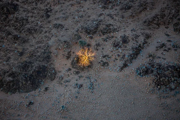 Árbol Desierto Namibia — Foto de Stock