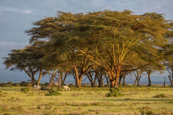 Drzewa Akacjowe Jeziorze Naivasha Kenia — Zdjęcie stockowe