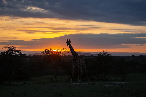 Giraffa Nel Deserto Del Kenya — Foto Stock