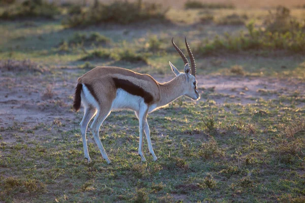 Thomson Gazella Kenyai Masai Mara Game Reserve Ben — Stock Fotó