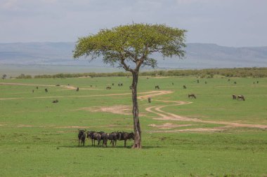 Gölgede vahşi hayvan sürüsü, Kenya