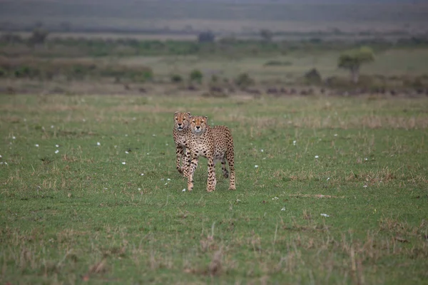 Gepárd Kenyai Masai Mara Game Reserve Ben — Stock Fotó