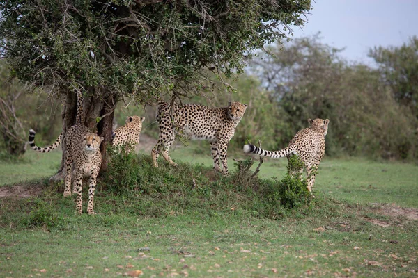 Gepárd Kenyai Masai Mara Game Reserve Ben — Stock Fotó