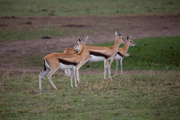 Thomson Gazella Kenyai Masai Mara Game Reserve Ben — Stock Fotó