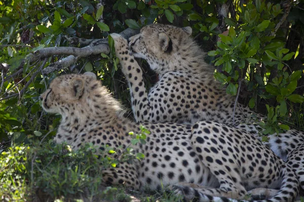 Geparden Masai Mara Wildreservat Kenia — Stockfoto