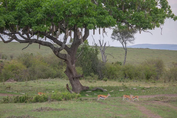 Thomson Gazella Заповеднике Масаи Мара Кения — стоковое фото