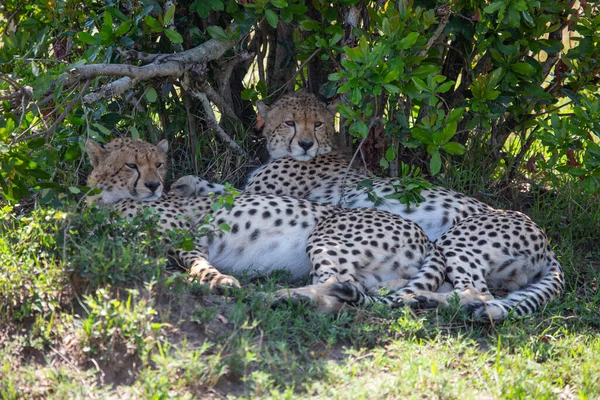 Cheetah in Masai Mara Game Reserve in Kenya