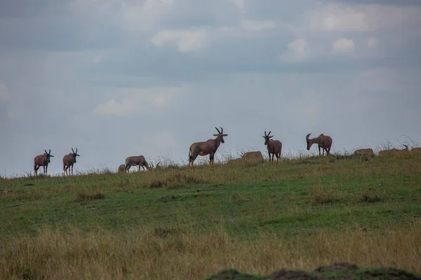 Topi Csorda Masai Mara Game Reserve Kenya — Stock Fotó