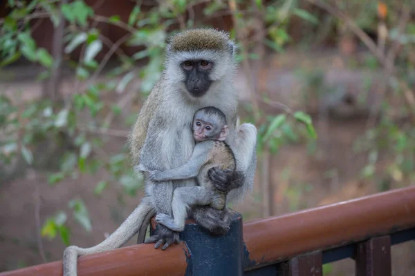 Mère Singe Avec Son Bébé Masai Mara Game Reserve Kenya — Photo