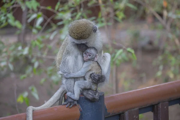 Mère Singe Avec Son Bébé Masai Mara Game Reserve Kenya — Photo