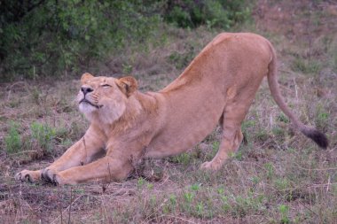 Botsvana, Okavango Deltası 'nın vahşi doğasında gerilen dişi aslan..