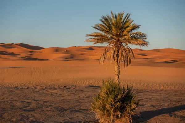 Palmboom Zandduinen Van Sahara Woestijn Zuid Marokko — Stockfoto
