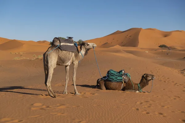 Velbloudi Písečných Dunách Saharské Pouště Jižním Maroku Severní Afrika Royalty Free Stock Obrázky