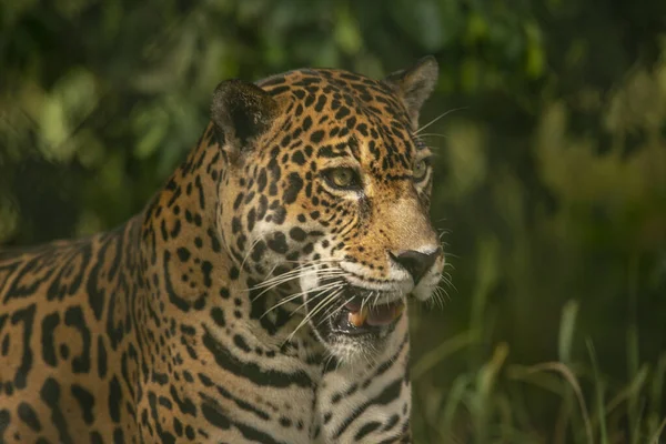 Leopardo Uma Reserva Caça Costa Rica — Fotografia de Stock