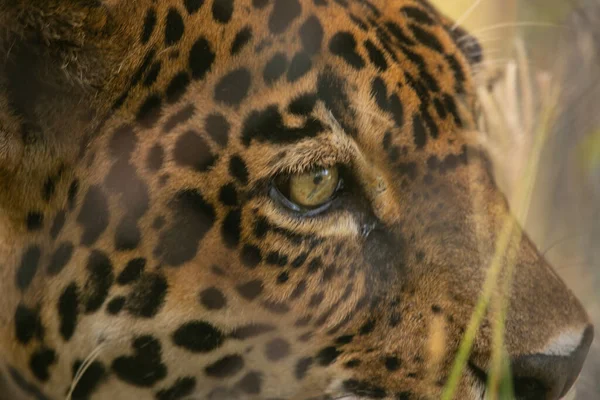 Leopard Ένα Αποθεματικό Παιχνίδι Στην Κόστα Ρίκα — Φωτογραφία Αρχείου