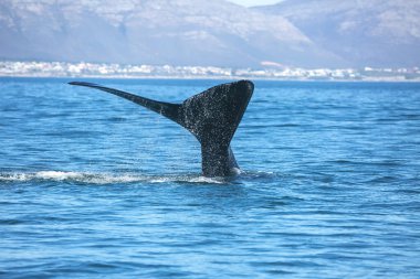 Güney Afrika 'nın Hermanus' unda okyanusta balina masalı.