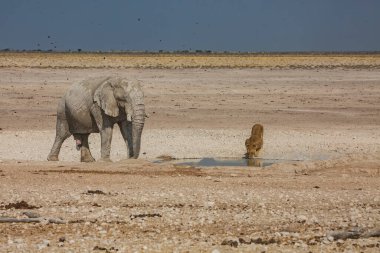 Etosha Ulusal Parkı 'nda Fil Aslanı Çatışması, Namibya