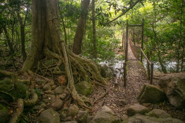 Orta Amerika, Kosta Rika 'daki Rincon De La Viaja Ulusal Parkı' ndaki Eski Tahta Köprü