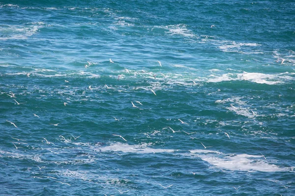 Formations Rocheuses Naturelles Milieu Mer Sur Côte Cap Bonne Espérance — Photo