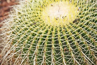 kaktüs kadar yakın