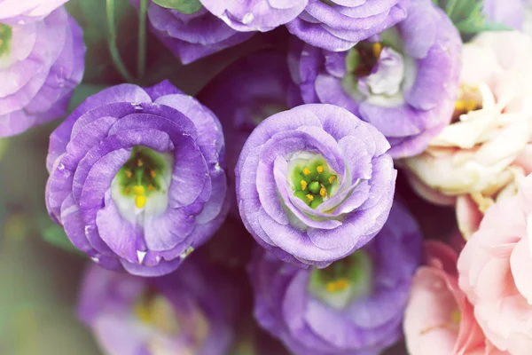 Esta é a foto da flor borrão vintage e pouco ruído . — Fotografia de Stock