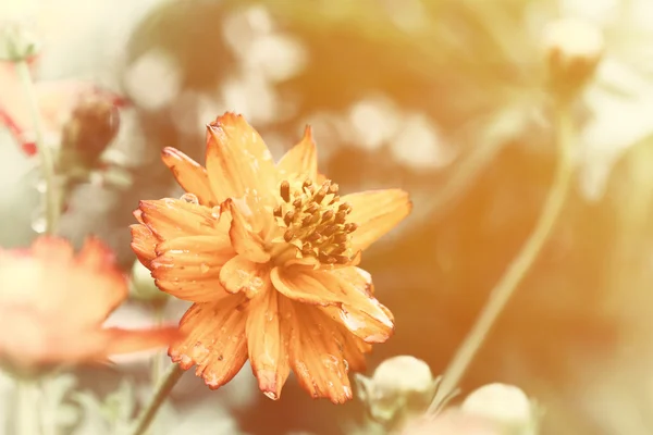 Esta é a foto da flor borrão vintage e pouco ruído . — Fotografia de Stock