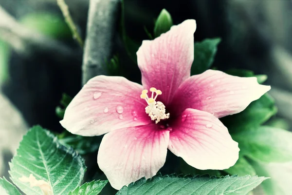 Foto da flor vintage — Fotografia de Stock
