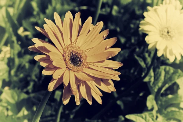 Virág vintage fotó — Stock Fotó