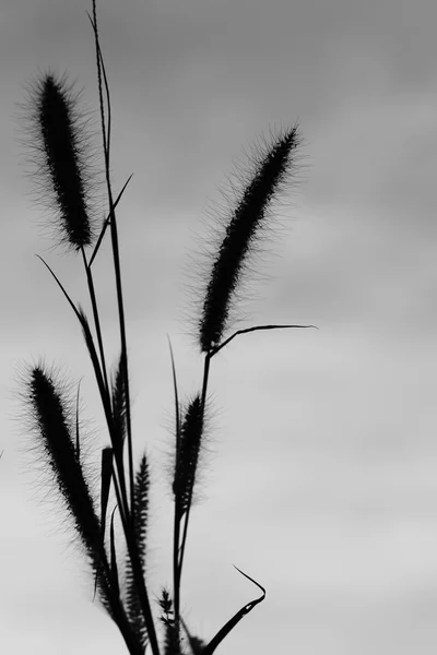 Erba, fotografia in bianco e nero . — Foto Stock