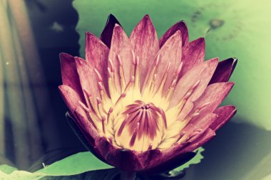 Retro vintage etkisi hippi tarzı görüntü Asya Lotus filtre