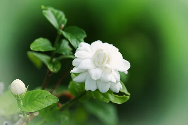 Abstrakte Blumenhintergrund im Vintage-Stil mit weichen selektiven — Stockfoto