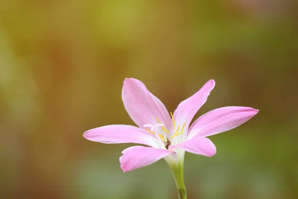 Streszczenie tło kwiat w stylu vintage z soft selektywne — Zdjęcie stockowe