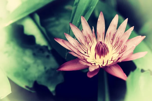 Vintage retro effect filtered hipster style image of asian lotus — Stock Photo, Image