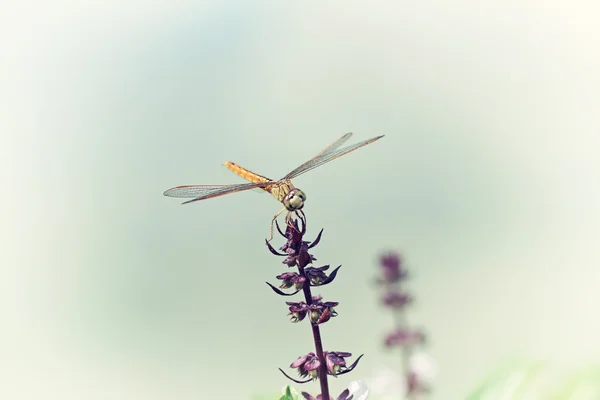 Vintage silhouette photography with dragonfly and blur background