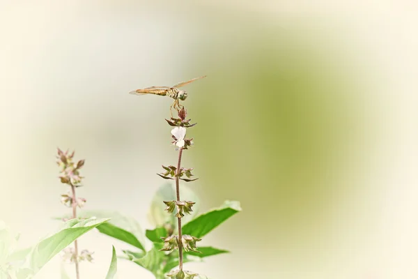 Vintage silhouette photography with dragonfly and blur background