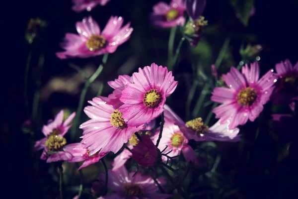 Fondo de flores abstracto en estilo vintage con suave selectivo — Foto de Stock