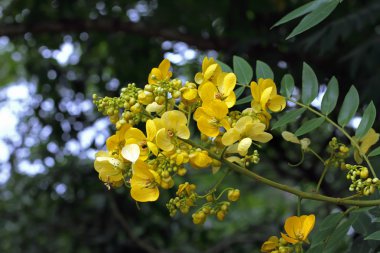Sarı çiçek arka planda fotoğraf