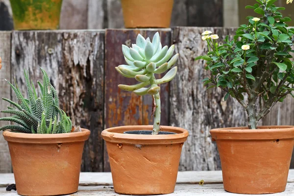 Cactus sobre fondo de madera y jardín — Foto de Stock