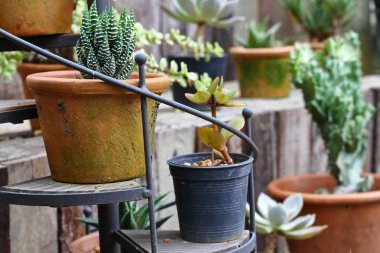 kaktüs ahşap arka plan ve Bahçe 