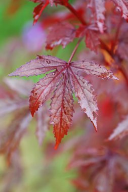 Closeup ricinus communis yaprağı, arka plan bulanıklık .
