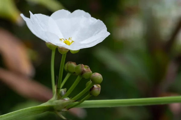 Zbliżenie Kwiat Białe Kwiaty Rozmyte Tło Ogrodzie — Zdjęcie stockowe