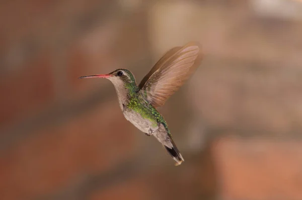 isolated hummingbird in mid-flight with wide clearance