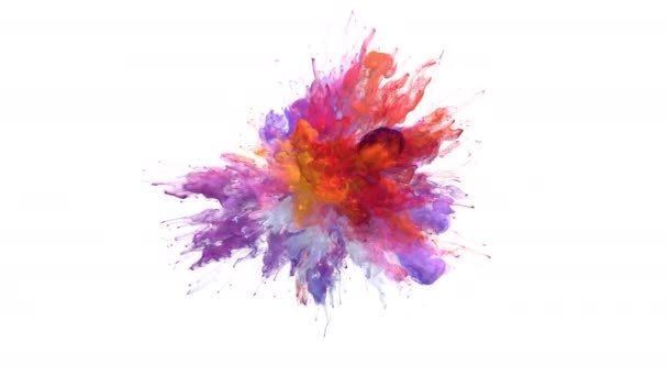 Color Burst - kolorowy proszek dymu wybuchu cząstek płynu tusz alfa matowy — Wideo stockowe